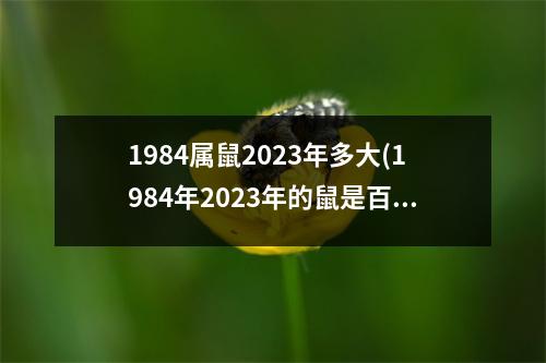 1984属鼠2023年多大(1984年2023年的鼠是百年难遇)