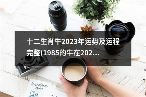 十二生肖牛2023年运势及运程完整(1985的牛在2023运气怎么样)