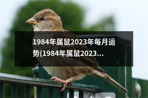 1984年属鼠2023年每月运势(1984年属鼠2023年运势及运程每月运程)