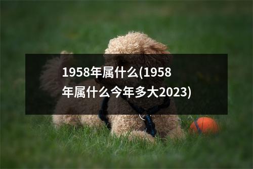 1958年属什么(1958年属什么今年多大2023)