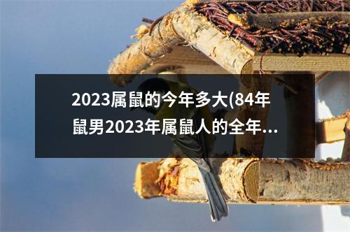 2023属鼠的今年多大(84年鼠男2023年属鼠人的全年运势)