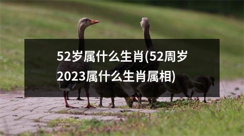 52岁属什么生肖(52周岁2023属什么生肖属相)