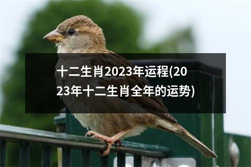 十二生肖2023年运程(2023年十二生肖全年的运势)