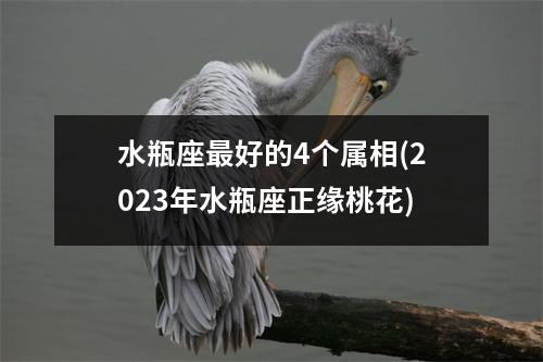 水瓶座好的4个属相(2023年水瓶座正缘桃花)