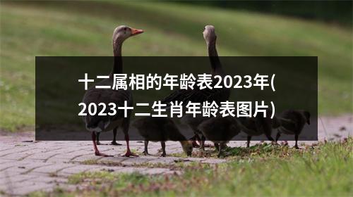 十二属相的年龄表2023年(2023十二生肖年龄表图片)