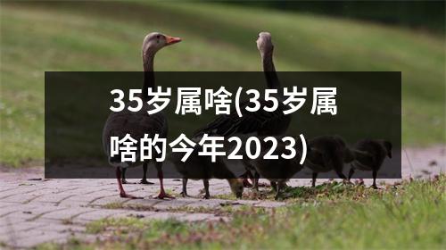 35岁属啥(35岁属啥的今年2023)