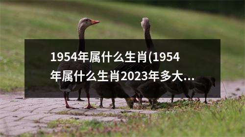 1954年属什么生肖(1954年属什么生肖2023年多大)