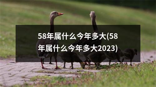 58年属什么今年多大(58年属什么今年多大2023)