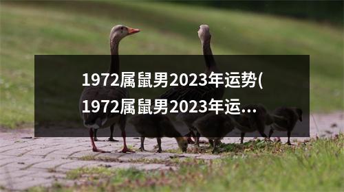 1972属鼠男2023年运势(1972属鼠男2023年运势及运程每月运程)