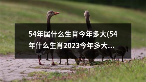 54年属什么生肖今年多大(54年什么生肖2023今年多大)