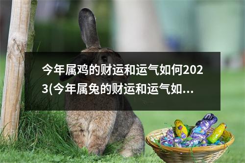 今年属鸡的财运和运气如何2023(今年属兔的财运和运气如何2023)