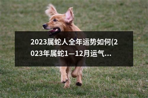 2023属蛇人全年运势如何(2023年属蛇1—12月运气)