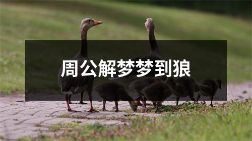 周公解梦梦到狼