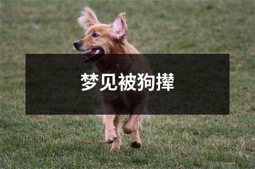 梦见被狗撵