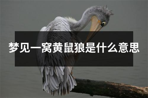 梦见一窝黄鼠狼是什么意思