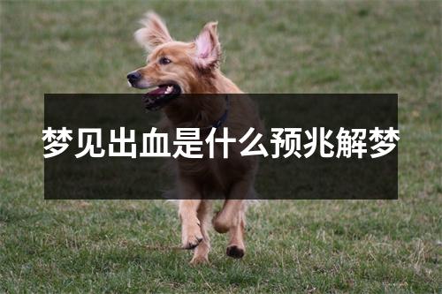 梦见出血是什么预兆解梦