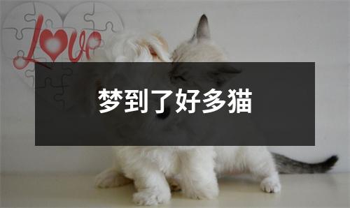 梦到了好多猫