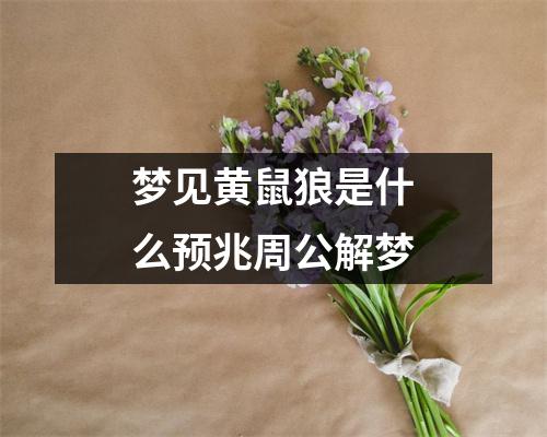 梦见黄鼠狼是什么预兆周公解梦