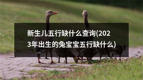 新生儿五行缺什么查询(2023年出生的兔宝宝五行缺什么)