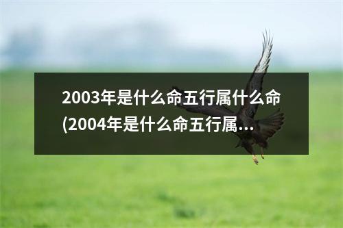 2003年是什么命五行属什么命(2004年是什么命五行属什么命)