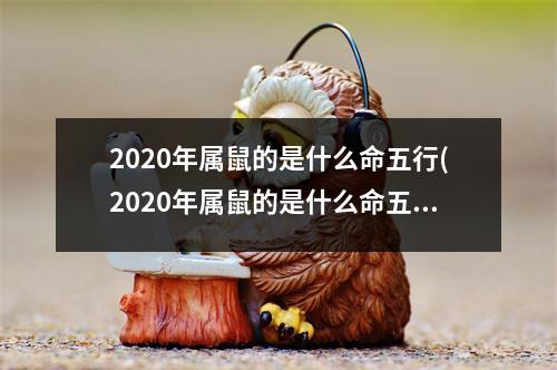 2020年属鼠的是什么命五行(2020年属鼠的是什么命五行属什么)