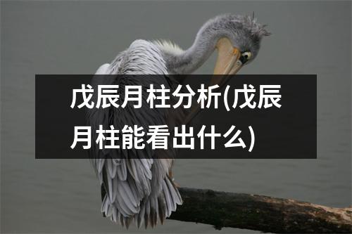 戊辰月柱分析(戊辰月柱能看出什么)