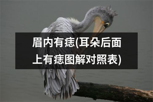 眉内有痣(耳朵后面上有痣图解对照表)