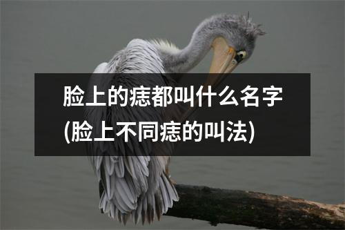 脸上的痣都叫什么名字(脸上不同痣的叫法)