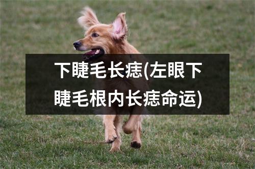 下睫毛长痣(左眼下睫毛根内长痣命运)