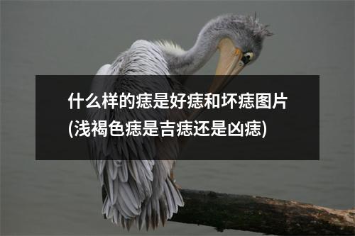 什么样的痣是好痣和坏痣图片(浅褐色痣是吉痣还是凶痣)