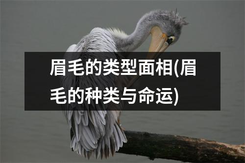 眉毛的类型面相(眉毛的种类与命运)