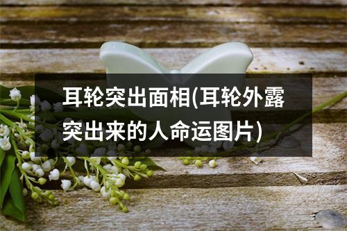 耳轮突出面相(耳轮外露突出来的人命运图片)