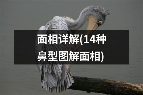 面相详解(14种鼻型图解面相)