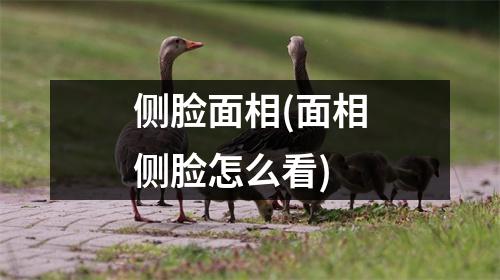 侧脸面相(面相侧脸怎么看)