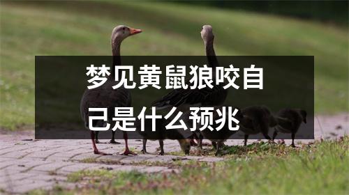 梦见黄鼠狼咬自己是什么预兆