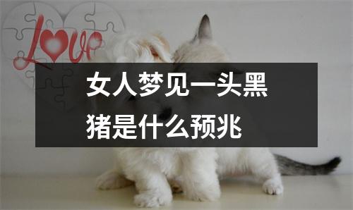 女人梦见一头黑猪是什么预兆