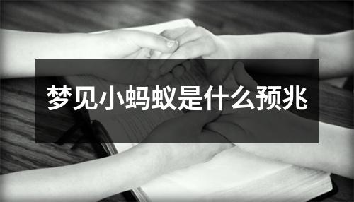 梦见小蚂蚁是什么预兆