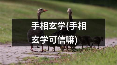 手相玄学(手相玄学可信嘛)