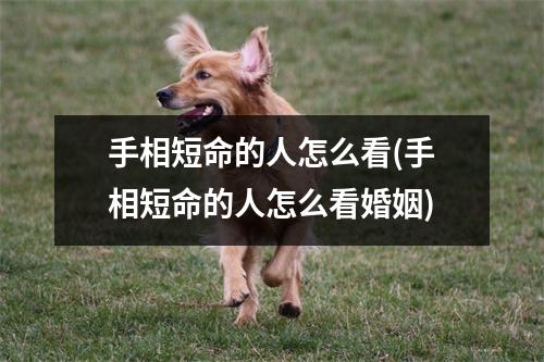 手相短命的人怎么看(手相短命的人怎么看婚姻)