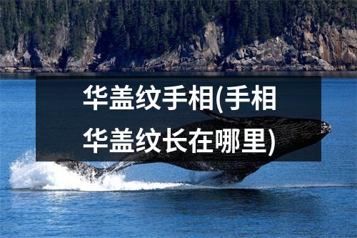 华盖纹手相(手相华盖纹长在哪里)