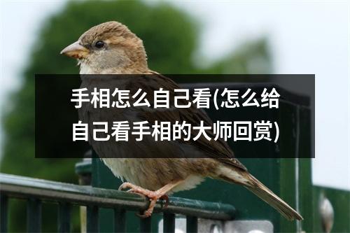 手相怎么自己看(怎么给自己看手相的大师回赏)