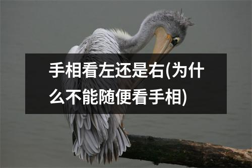 手相看左还是右(为什么不能随便看手相)