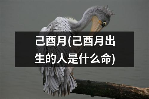 己酉月(己酉月出生的人是什么命)