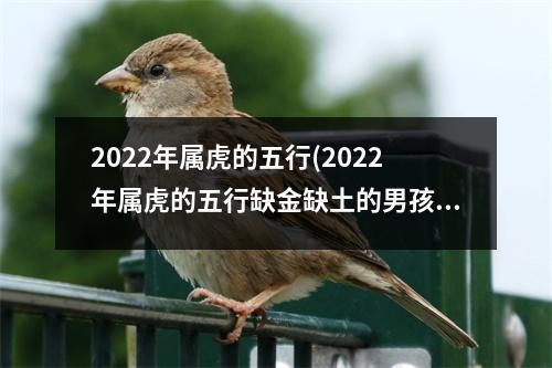 2022年属虎的五行(2022年属虎的五行缺金缺土的男孩名字)