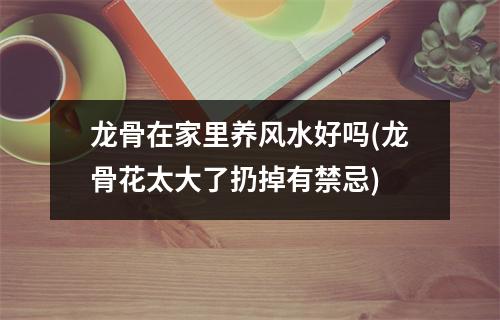 龙骨在家里养风水好吗(龙骨花太大了扔掉有禁忌)