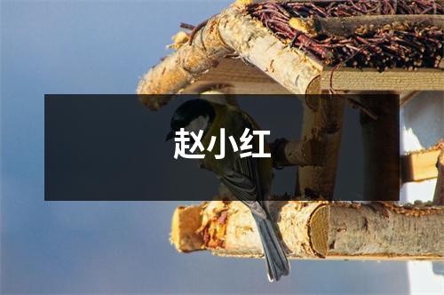 赵小红