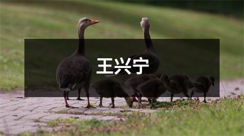 王兴宁