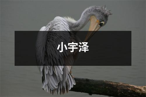 小宇泽