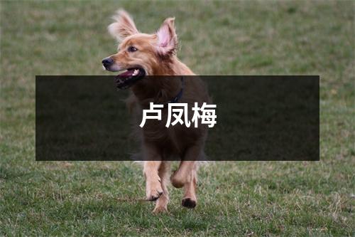 卢凤梅