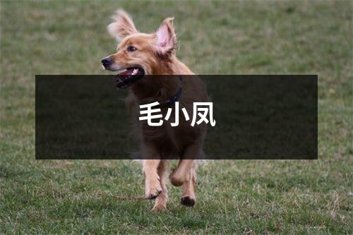 毛小凤